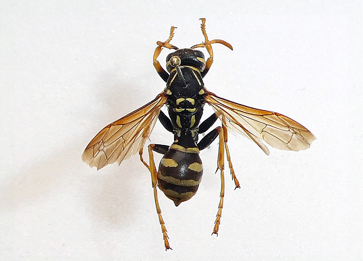 Polistes semenowi(♀)