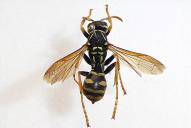 Polistes semenowi