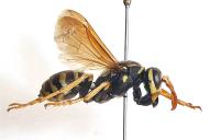 Polistes semenowi(♀)
