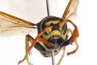 Polistes semenowi(♀)