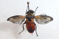 Ectophasia crassipennis / oblonga