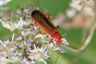 Rhagonycha fulva