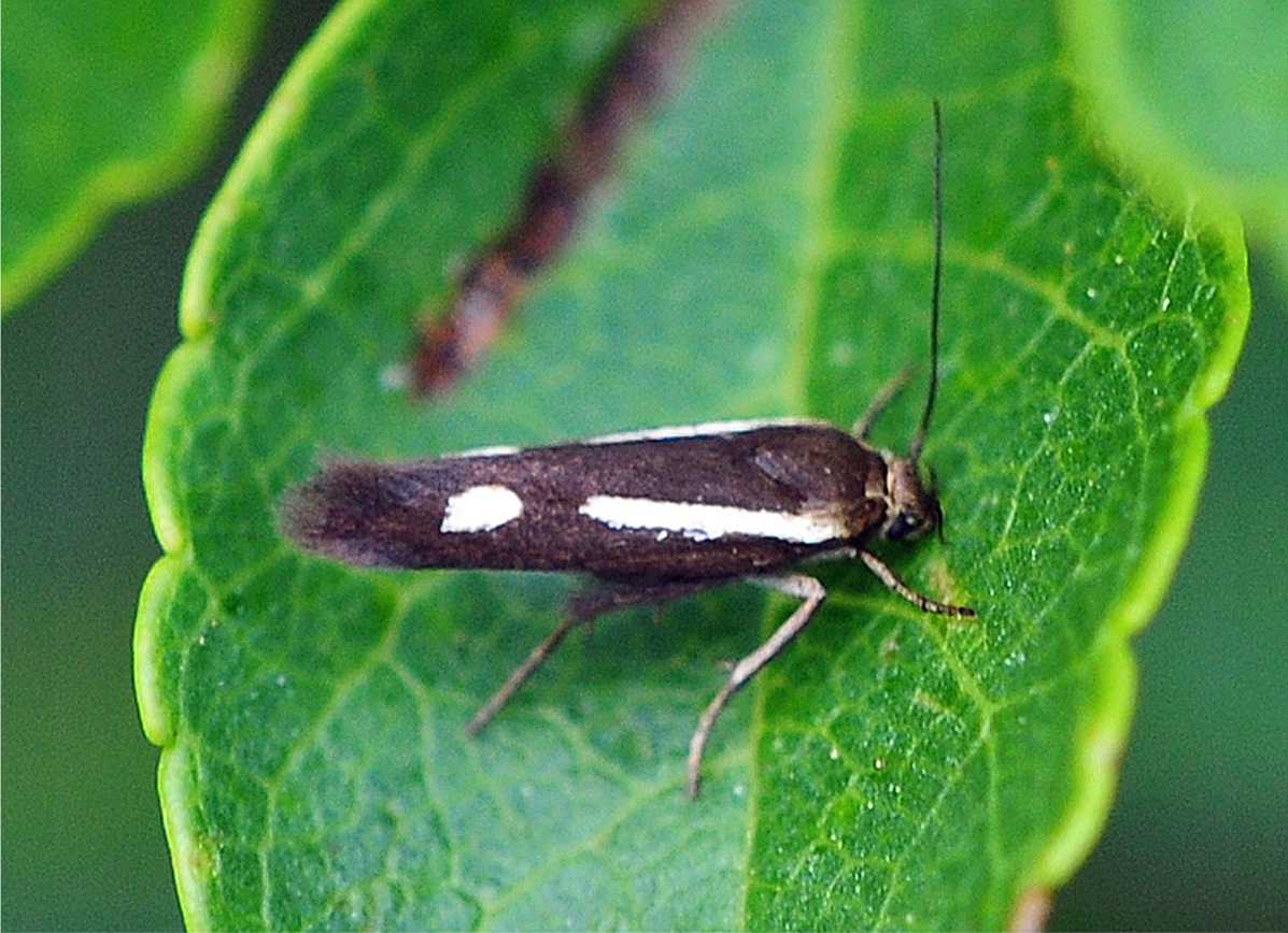 Scythris knochella