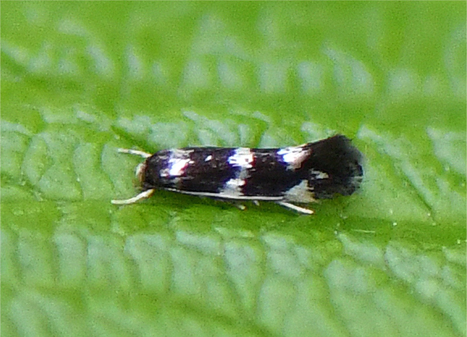 Elachista apicipunctella