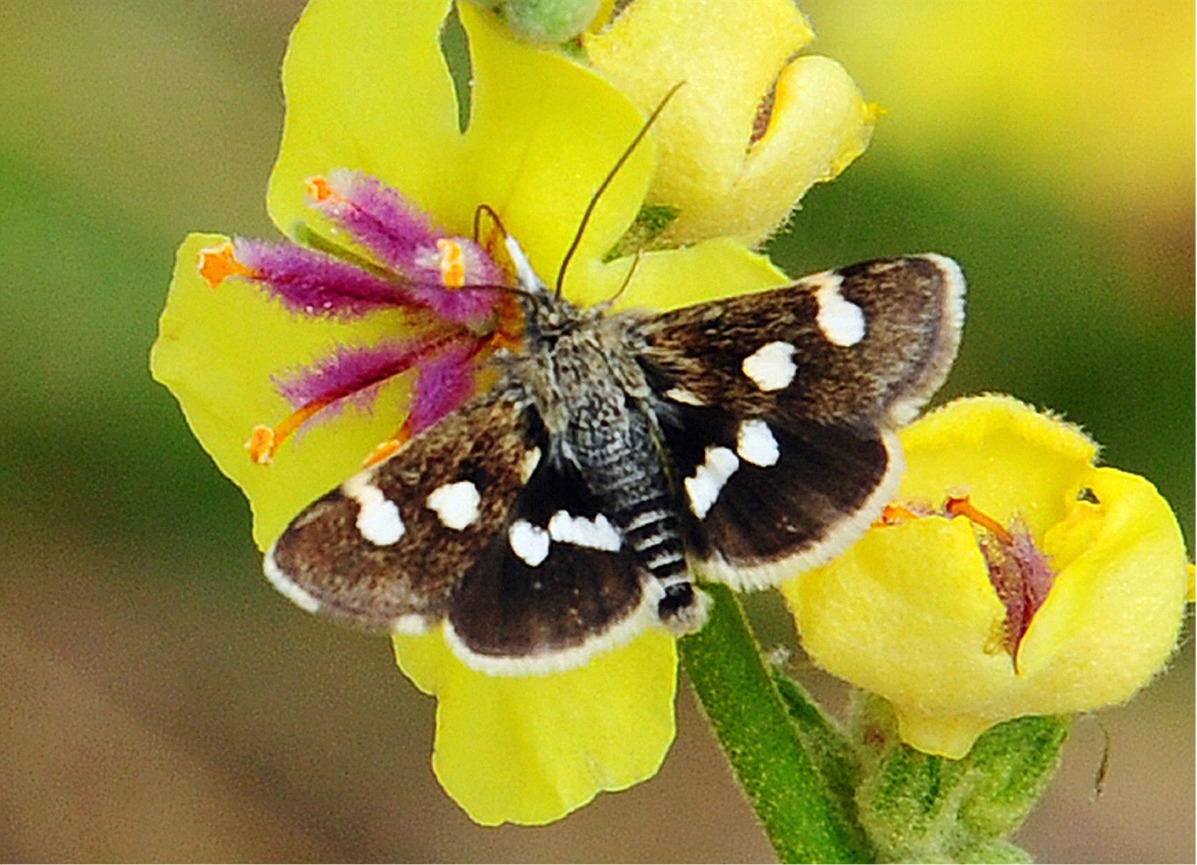 Eurrhypis pollinalis