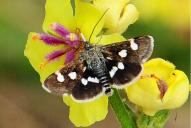 Eurrhypis pollinalis