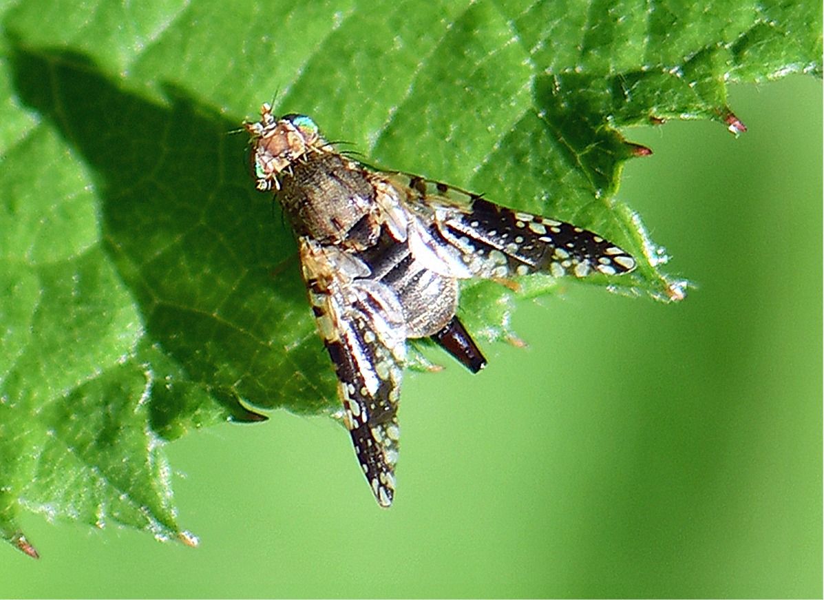 Tephritis conura