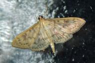 Patania (Pleuroptya) ruralis