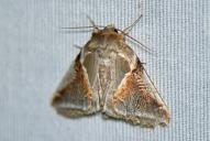 Habrosyne pyritoides