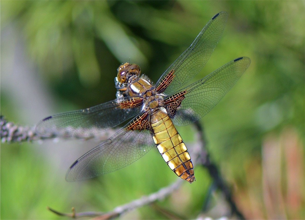 Libellula depressa(♀)