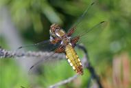 Libellula depressa