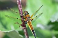 Libellula quadrimaculata