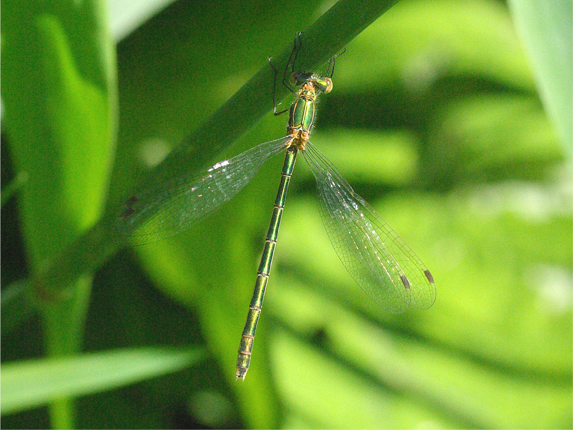 Lestes sponsa(♂)