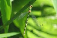 Lestes sponsa