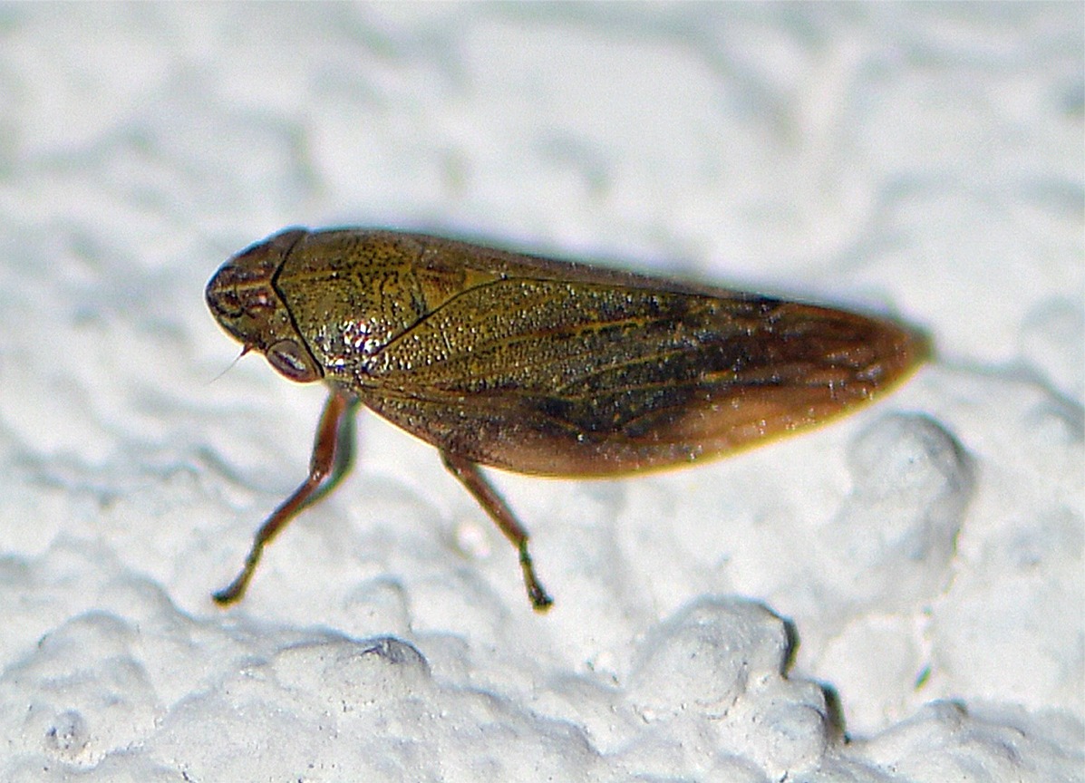 Aphrophora salicina