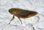 Aphrophora salicina