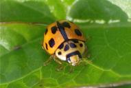 Propylea quatuordecimpunctata