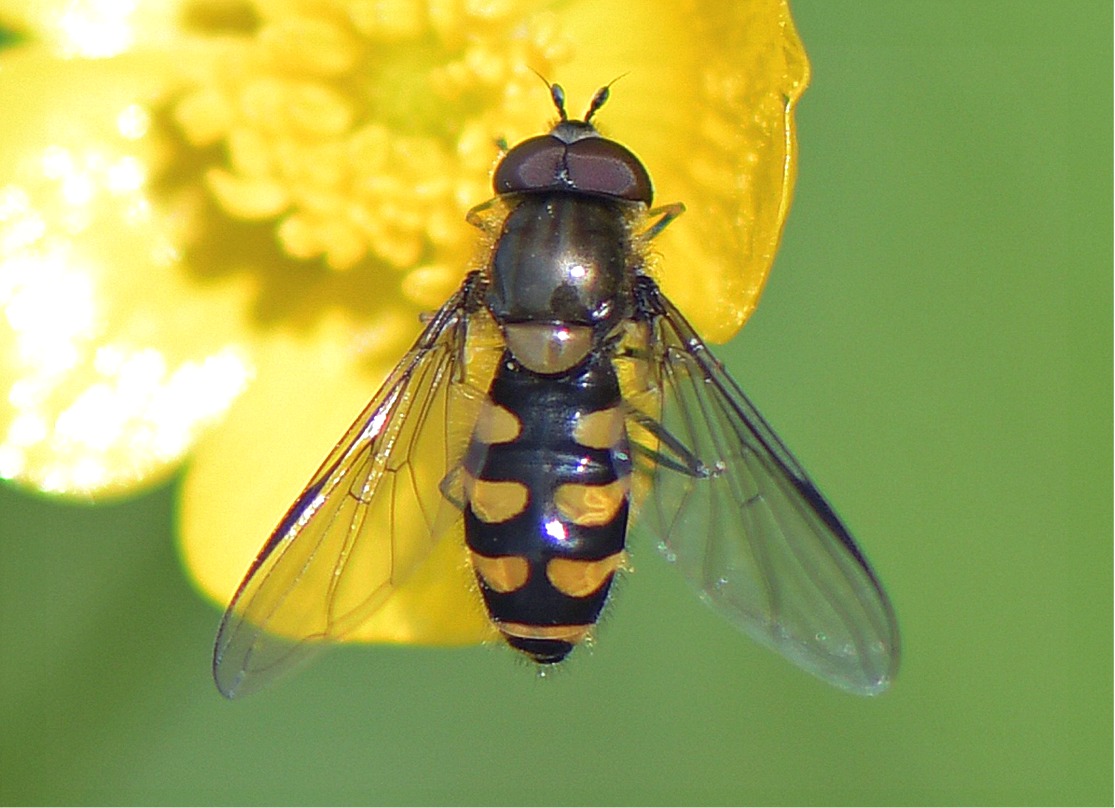 Parasyrphus punctulatus(♂)