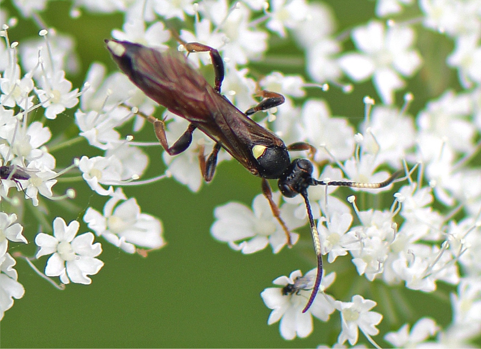 Ichneumon bucculentus(♀)