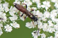 Ichneumon bucculentus