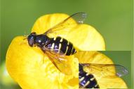 Dasysyrphus venustus