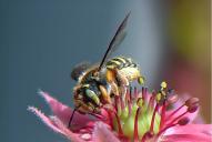 Anthidium manicatum(♀)