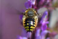Anthidium manicatum(♂)