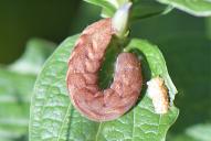 Papestra biren(an Schwalbenwurzenzian)