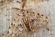 Lymantria monacha(♂)