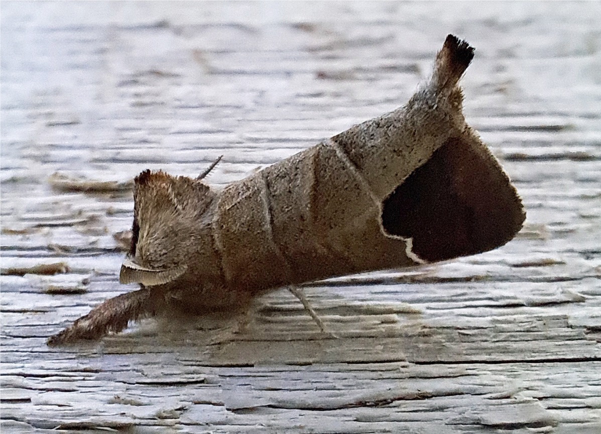 Clostera curtula(♂)