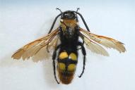 Regiscolia maculata maculata(♂)