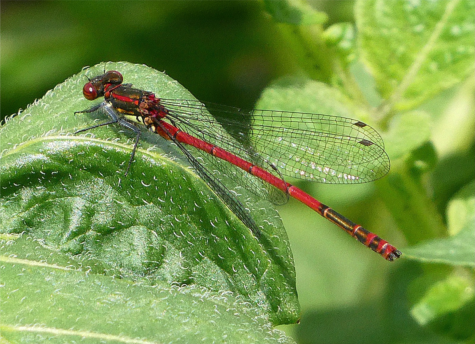 Pyrrhosoma nymphula