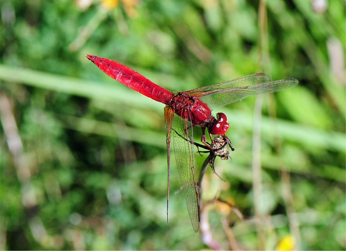 Crocothemis erythraea(♂)