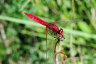 Crocothemis erythraea