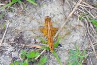 Crocothemis erythraea(♀)