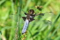 Libellula depressa(♂)