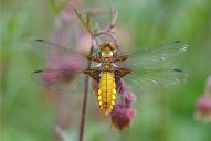 Libellula depressa(♀)