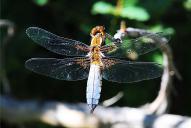 Libellula depressa(♂)