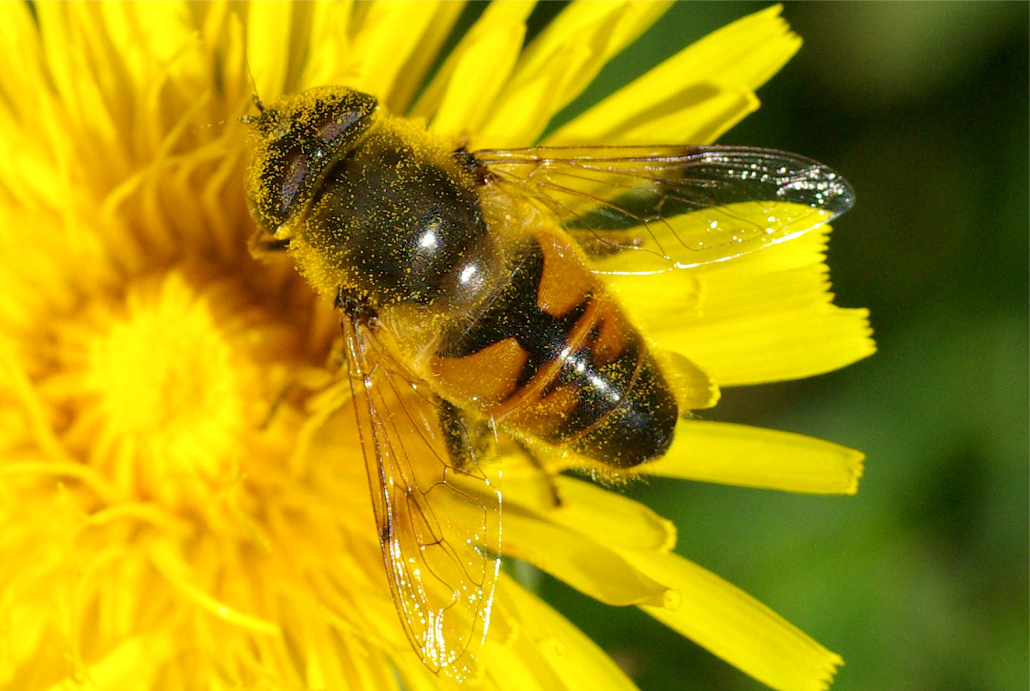 Eristalis tenax