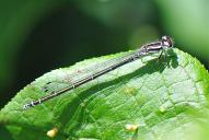 Coenagrion puella(♀)