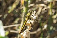 Orthetrum cancellatum(♀)