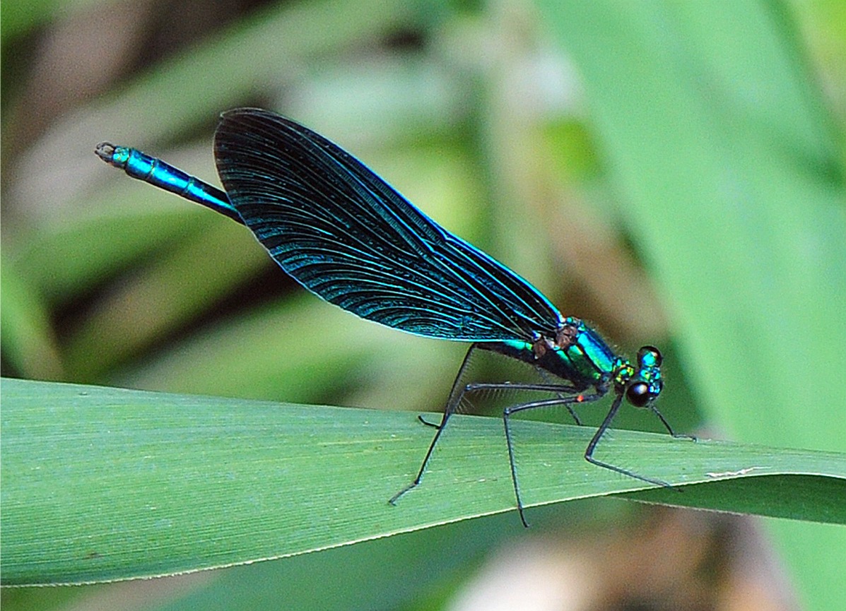 Calopteryx virgo(♂)