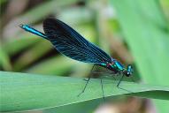 Calopteryx virgo