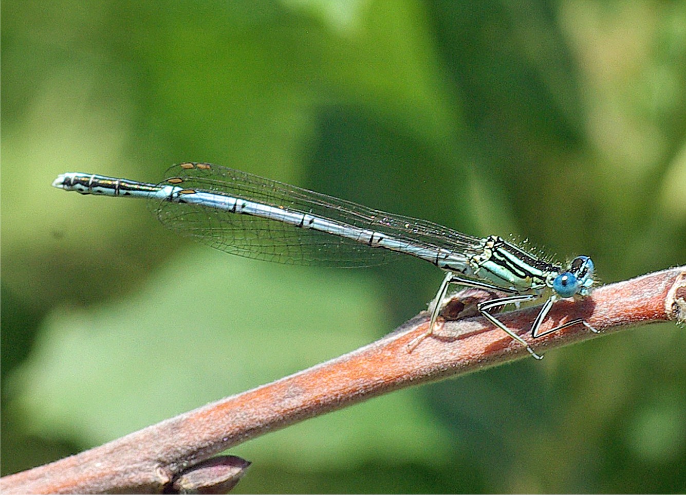 Platycnemis pennipes(♂)