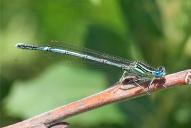 Platycnemis pennipes