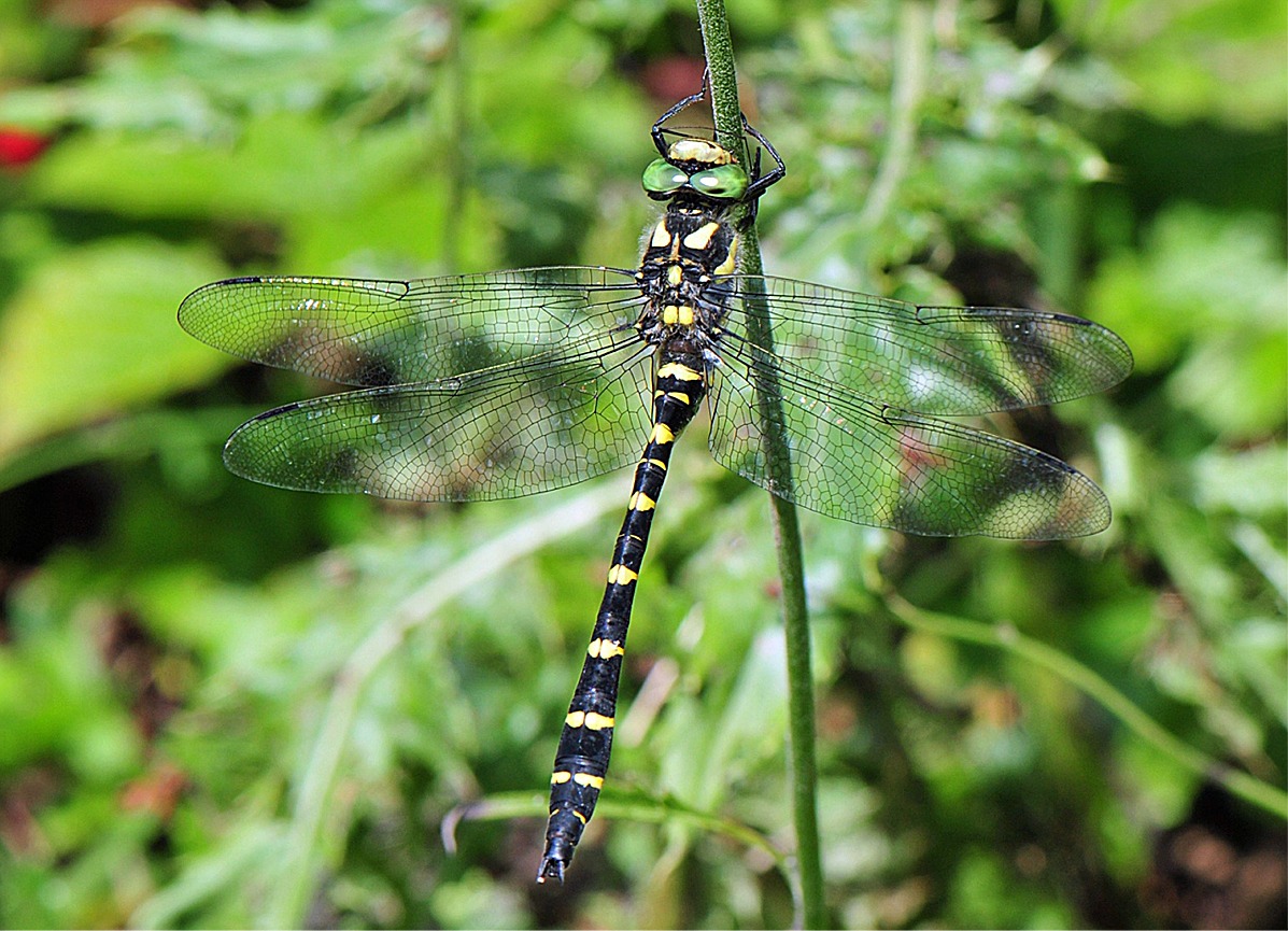 Cordulegaster bidentata