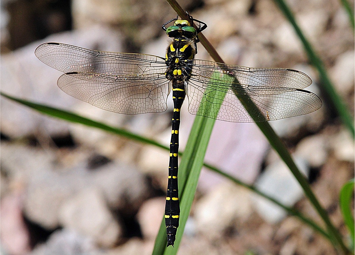 Cordulegaster boltonii