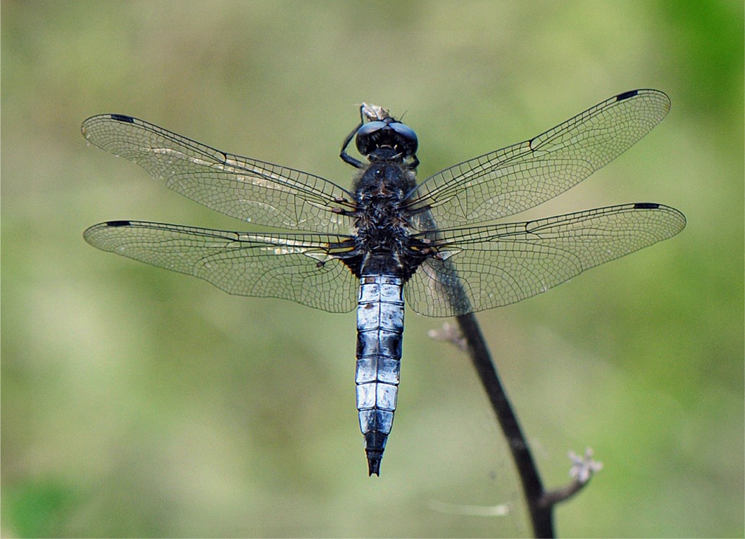 Libellula fulva(♂)