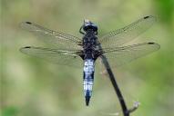 Libellula fulva