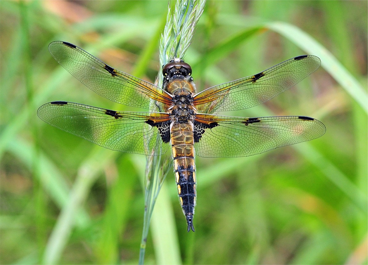 Libellula quadrimaculata(♂)